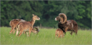 <p>MUFLON (Ovis musimon) Šluknovsko - Valdek /Mouflon - Mufflon/</p>